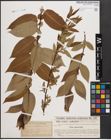 Foto von Salix cordata Michx. x Salix pedicellaris Pursh